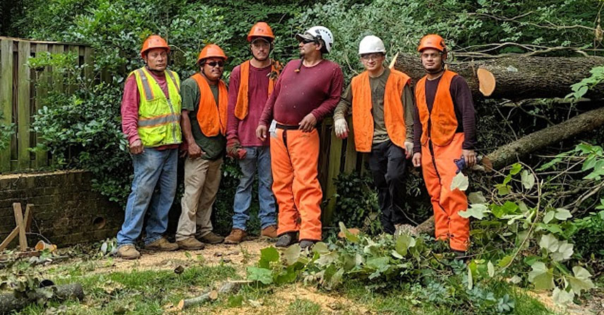 Mac and Son Tree Expert tree removal workers image...