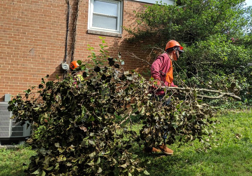 safely trimming a tree in a suburban Maryland neighborhood before storm season.